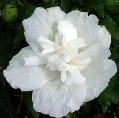 White Chiffon™ Hibiscus Syriacus 'Notwoodtwo' - Rose Of Sharon - Proven Winner -HIRTS Sales white20chiffone284a220hibiscus3 00799.1615344488