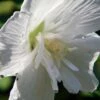 White Chiffon™ Hibiscus Syriacus 'Notwoodtwo' - Rose Of Sharon - Proven Winner -HIRTS Sales white20chiffone284a220hibiscus 23968.1615344487
