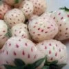 White Carolina Pineberry Plants - 25 Roots -Bareroot-Pineapple/Strawberry Flavor -HIRTS Sales whitecarolina421 34351.1672324998