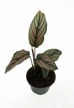 Rare White Star Peacock Plant - Calathea - Easy House Plant - 4" Pot -HIRTS Sales whitestar 45153.1608239001