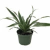 White Stripe Dragon Tree - Dracaena Warneckii - 6" Pot - Easy To Grow House Plant -HIRTS Sales whitestripewarneckii6 41025.1614909689