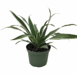 White Stripe Dragon Tree - Dracaena Warneckii - 6" Pot - Easy To Grow House Plant