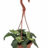 White Vein Plant - Fittonia/Nerve Plant - 4" Mini Hanging Basket -HIRTS Sales whiteveinfittonia4hb 45990.1693525833