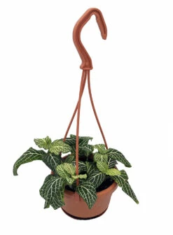 White Vein Plant - Fittonia/Nerve Plant - 4" Mini Hanging Basket