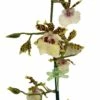 Wild Willie Pacific Bingo Orchid - Odontocidium - 4" Pot - Collector Orchids -HIRTS Sales wildwillpacbingbloom 40746.1693685540