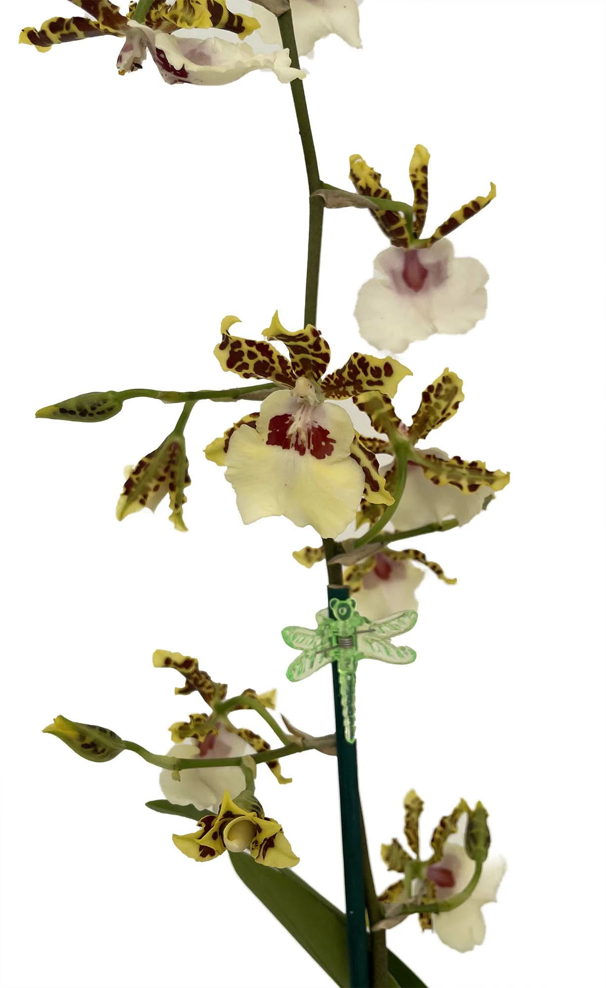 Wild Willie Pacific Bingo Orchid - Odontocidium - 4" Pot - Collector Orchids 3 Wild Willie Pacific Bingo Orchid - Odontocidium - 4" Pot - Collector Orchids