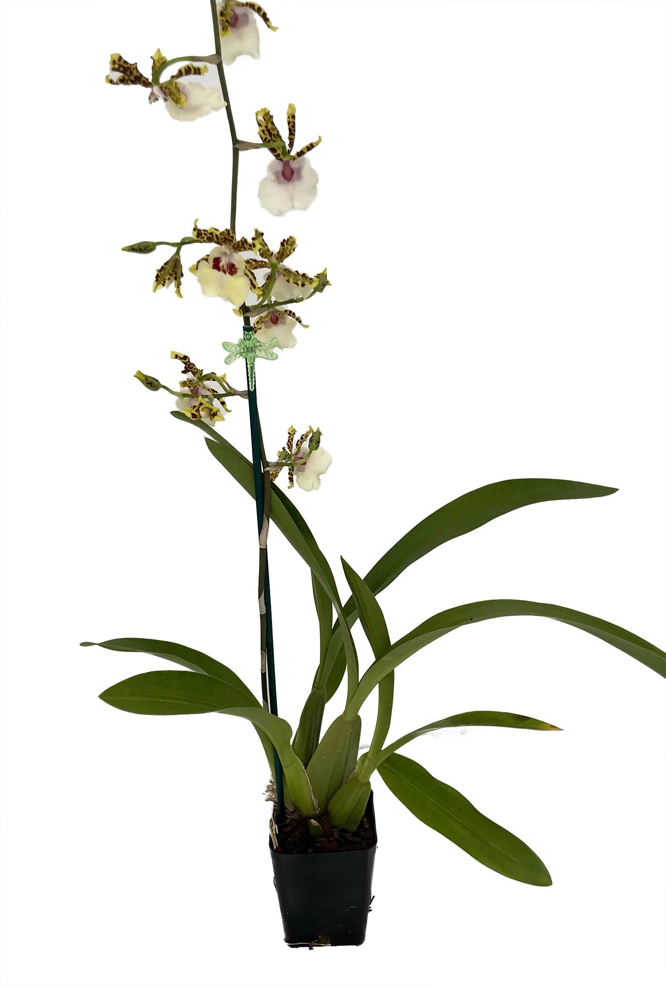 Wild Willie Pacific Bingo Orchid - Odontocidium - 4" Pot - Collector Orchids 4 Wild Willie Pacific Bingo Orchid - Odontocidium - 4" Pot - Collector Orchids - Image 2