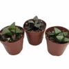 Window Pane Haworthia Collection - 3 Plants / 2" Pots - Easy To Grow Succulent
