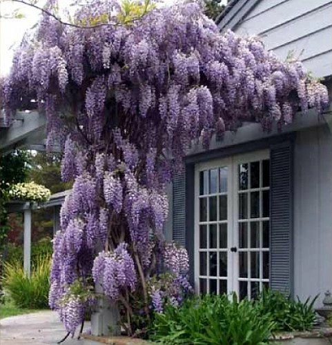Amethyst Falls Wisteria Vine - 4" Pot 5 Amethyst Falls Wisteria Vine - 4" Pot - Image 3
