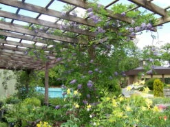 Amethyst Falls Wisteria Vine - 4" Pot 11 Amethyst Falls Wisteria Vine - 4" Pot -HIRTS Sales wisteriaamethystfallshr5 27069.1630674917