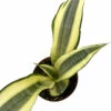 Sunrise Snake Plant - Sanseveria - 4" Pot - Easy House Plant -HIRTS Sales yellsnake4 21798.1688063896