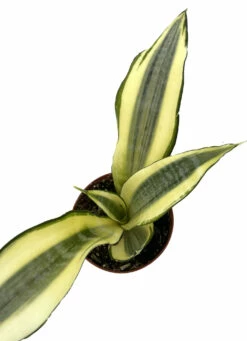Sunrise Snake Plant - Sanseveria - 4" Pot - Easy House Plant