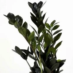 Black Queen ZZ Plant - Zamioculcas - 4" Pot - Collector's 11 Black Queen ZZ Plant - Zamioculcas - 4" Pot - Collector's -HIRTS Sales zamioculcas zamiifolia supernova black h85cm plants almost paradise berlin 172919 1024x1024402x 70021.1686716410