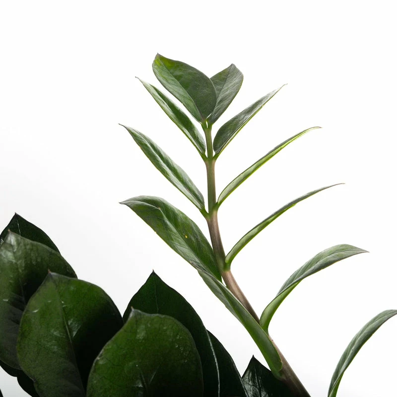 Black Queen ZZ Plant - Zamioculcas - 4" Pot - Collector's 7 Black Queen ZZ Plant - Zamioculcas - 4" Pot - Collector's - Image 5