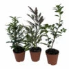 Zen Living Bonsai Assortment - 3 Plants 2" Pots -HIRTS Sales zenliv3pknew 12380.1664380186